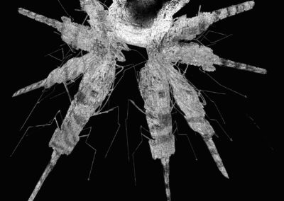 insektoid