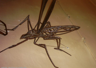 liściozłotek